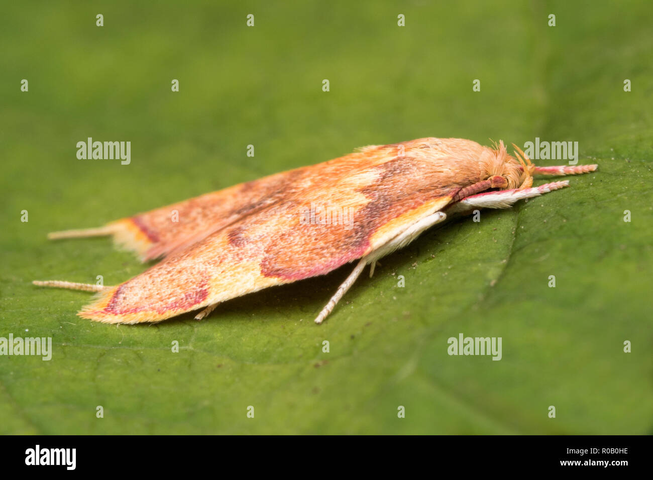 Carcina quercana moth aka Long-horned Flat-body on sycamore leaf. Tipperary, Ireland Stock Photo