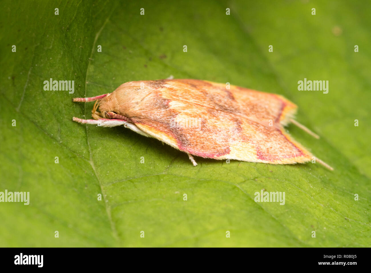 Carcina quercana moth on sycamore leaf. Tipperary, Ireland Stock Photo