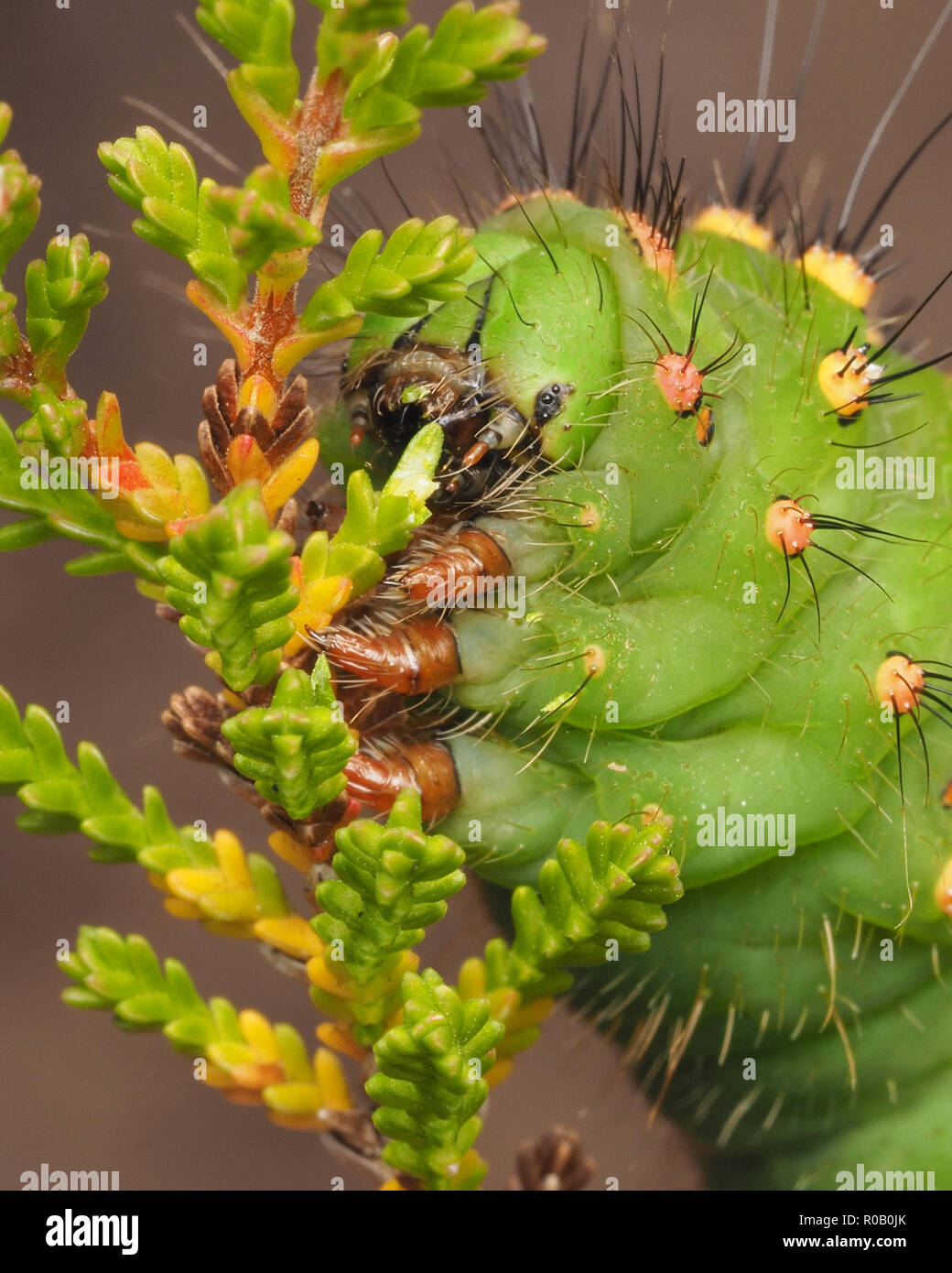 Close up of Emperor Moth caterpillar (Saturnia pavonia). Tipperary, Ireland Stock Photo