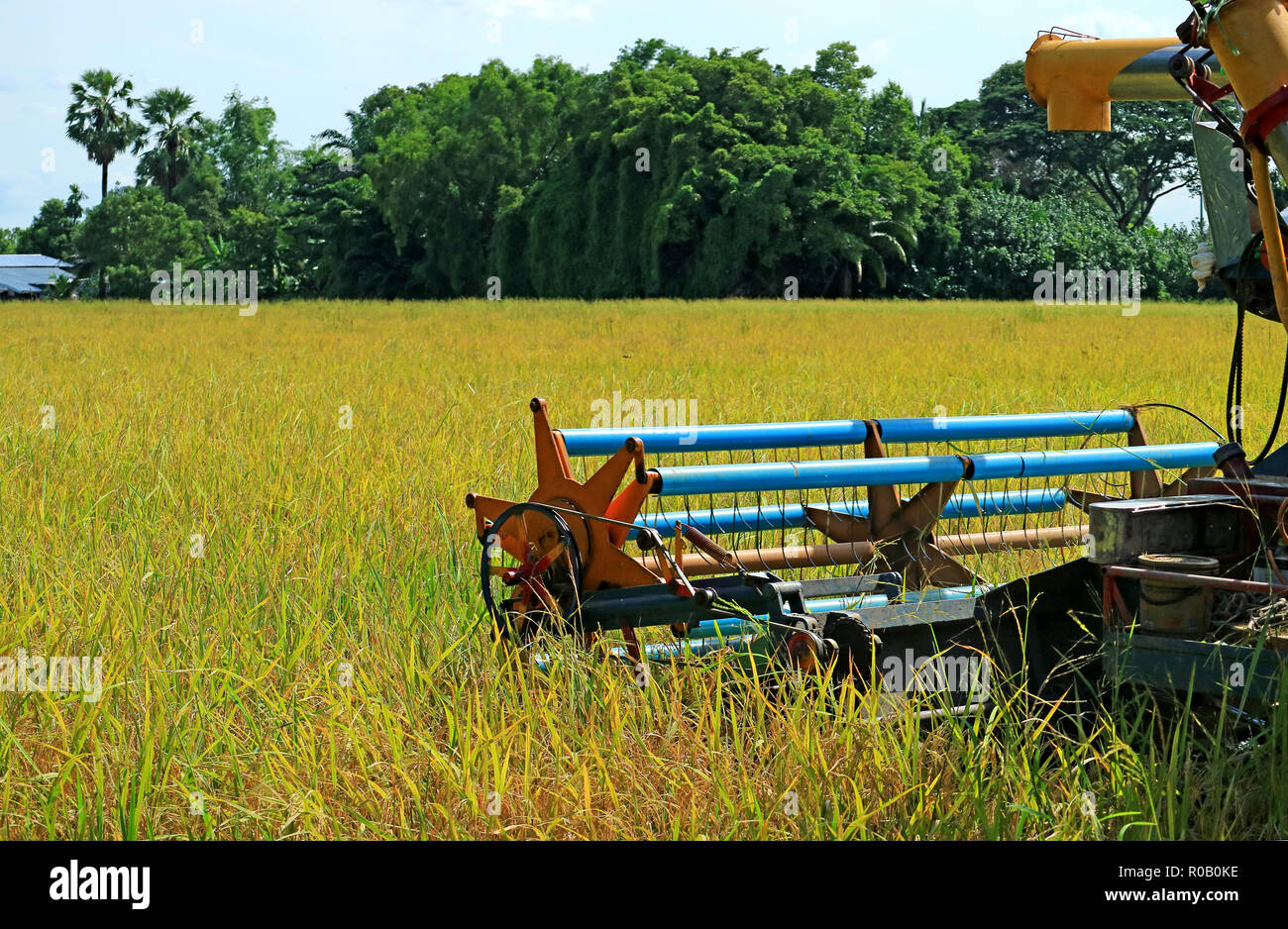 Combine Harvester Machine Harvesting Ripe Rice Plants in the Golden