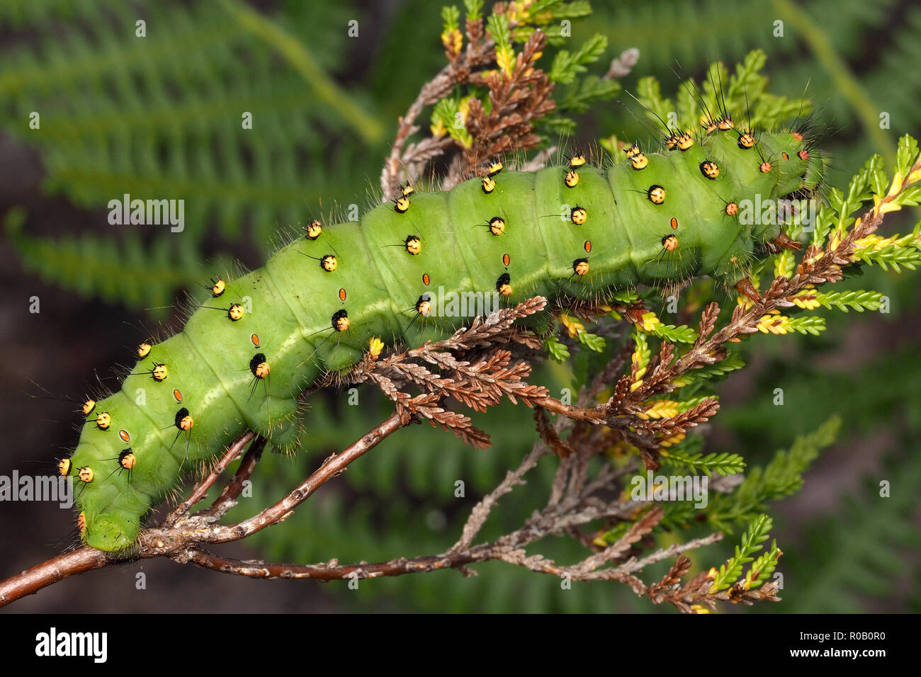 Emperor Moth caterpillar (Saturnia pavonia) at rest on heather. Tipperary, Ireland Stock Photo