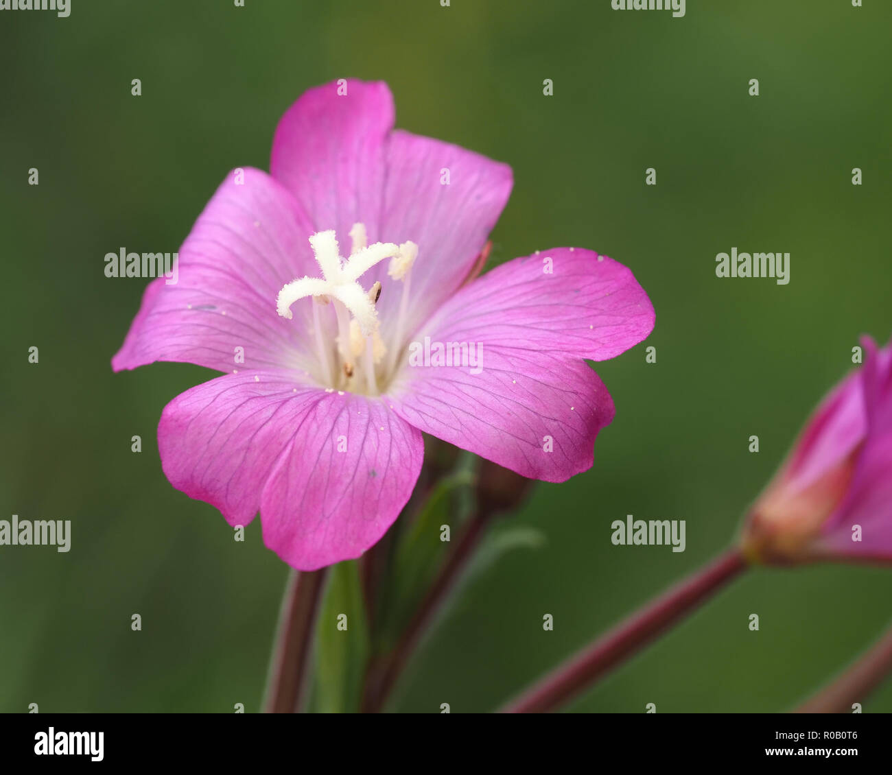 Great Willowherb (Epilobium hirsutum) wildflower close up. Tipperary, Ireland Stock Photo