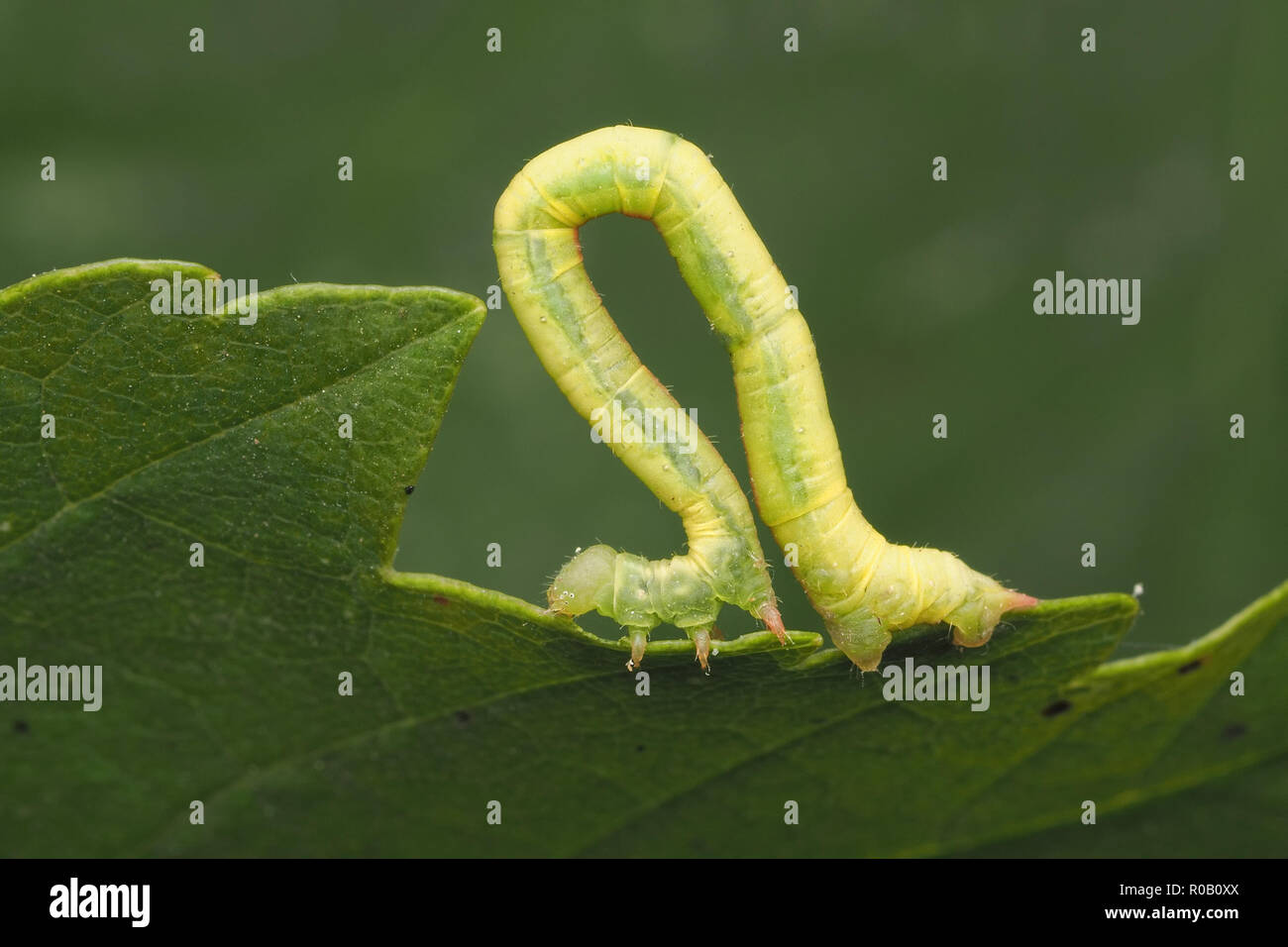 Looper caterpillar from the geometridae family of moths hires stock photography and images Alamy