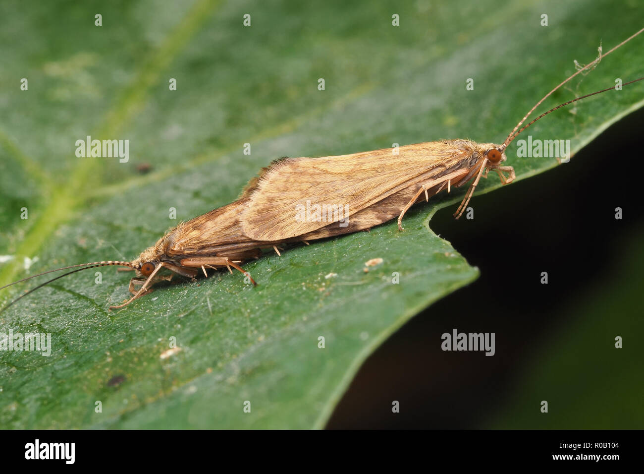 Pair of mating Caddisflies on oak leaf. Tipperary, Ireland Stock Photo