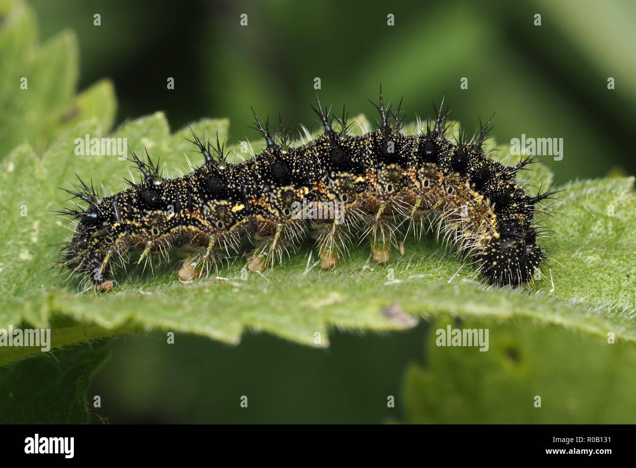 Small Tortoiseshell caterpillar (Aglais urticae) on nettle. Tipperary, Ireland Stock Photo
