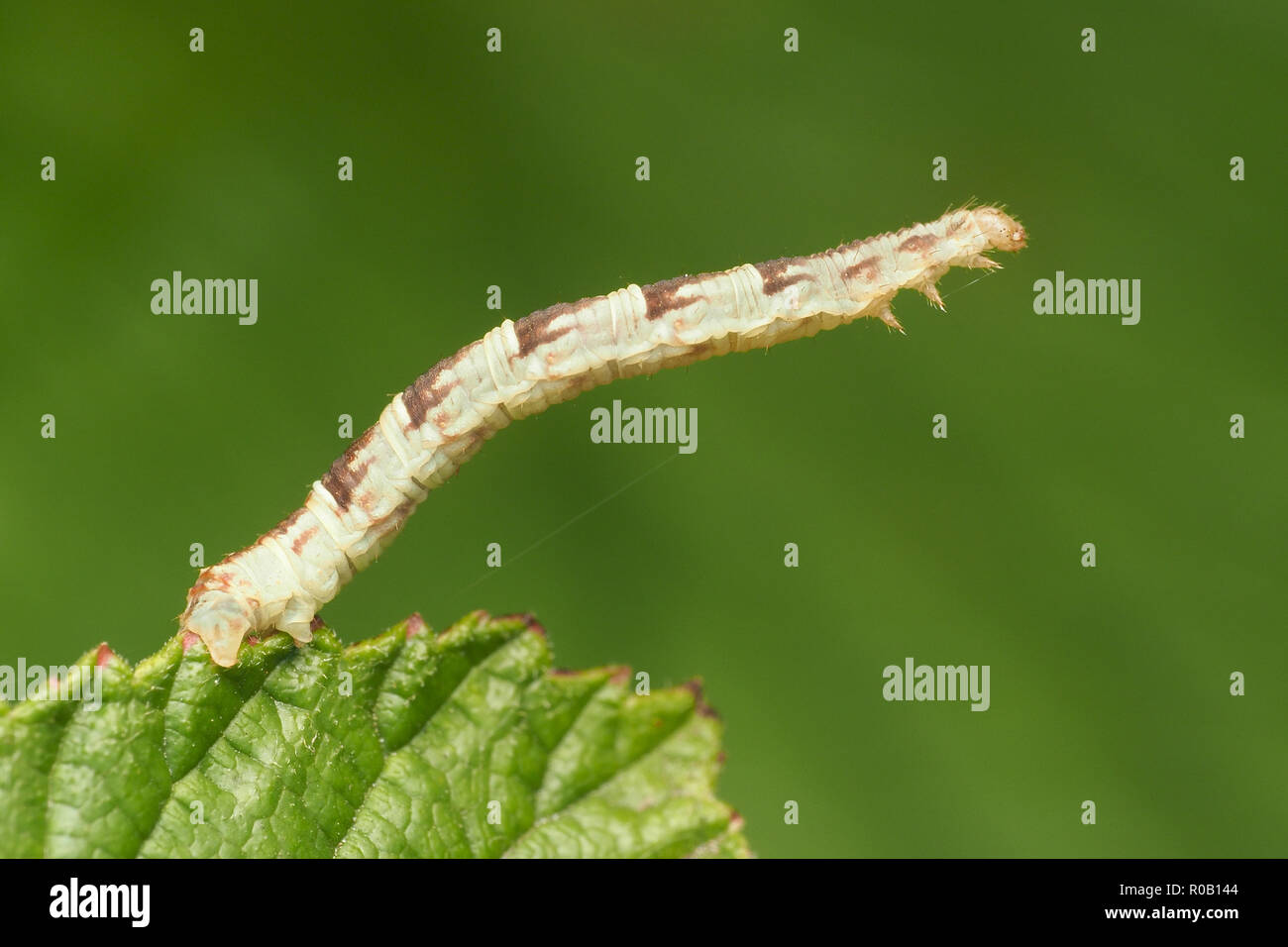 V-Pug moth caterpillar (Chloroclystis v-ata) on bramble leaf. Tipperary, Ireland Stock Photo