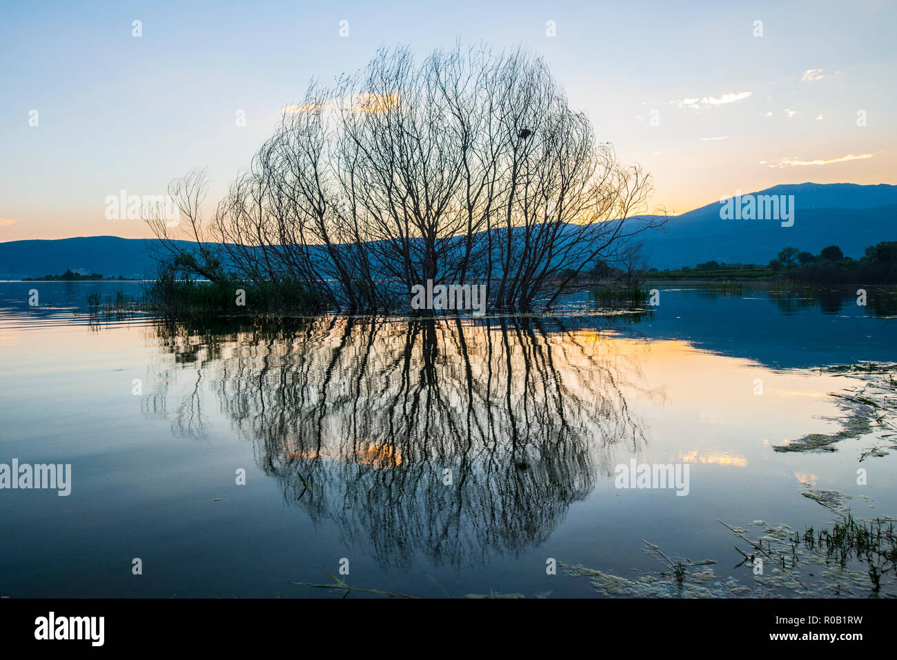 GREECE. Perfect reflection of a tree in a lake in evening light Stock Photo