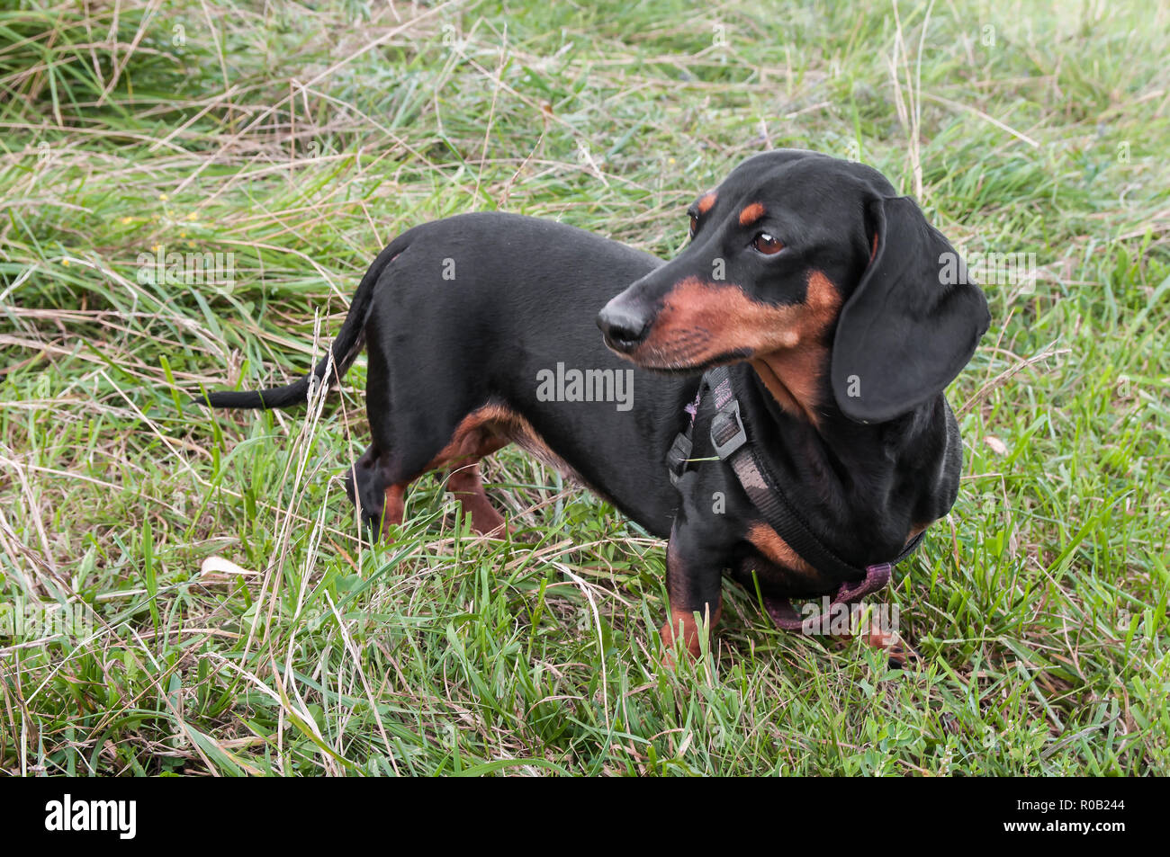 Portrait Of A Dog Dachshund Black Tan Standing In Full Length On Grass Stock Photo Alamy