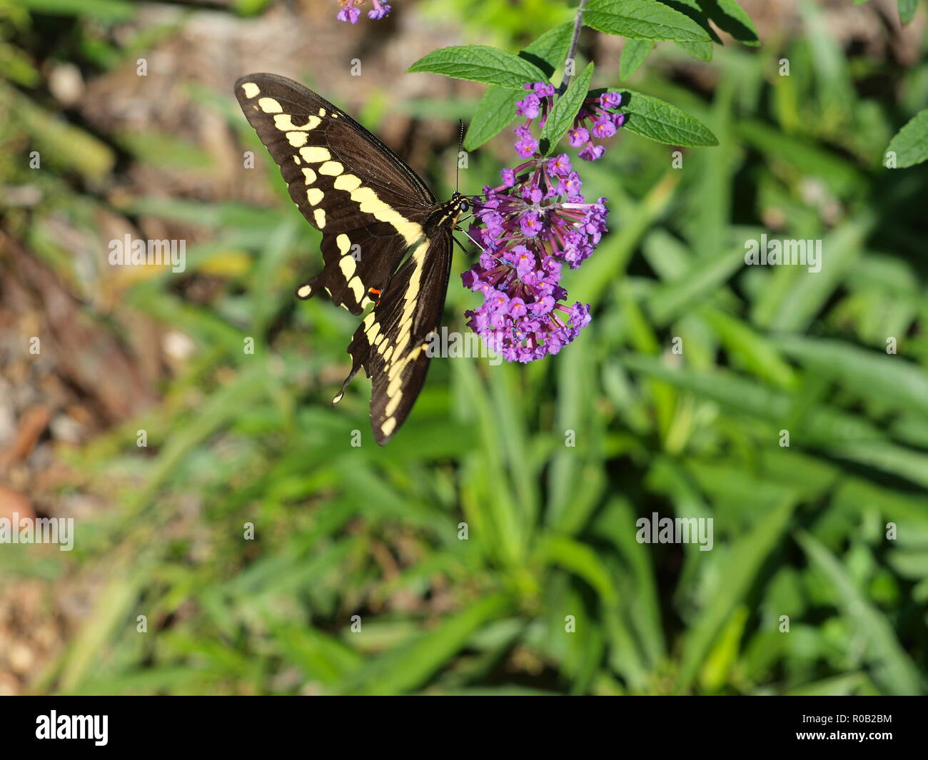 Yellow and Black Swallow Tail Butterfly. - OL73146 Stock Photo