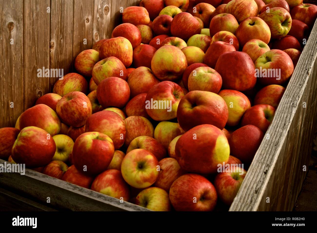 Apples bins orchard harvest hires stock photography and images Alamy