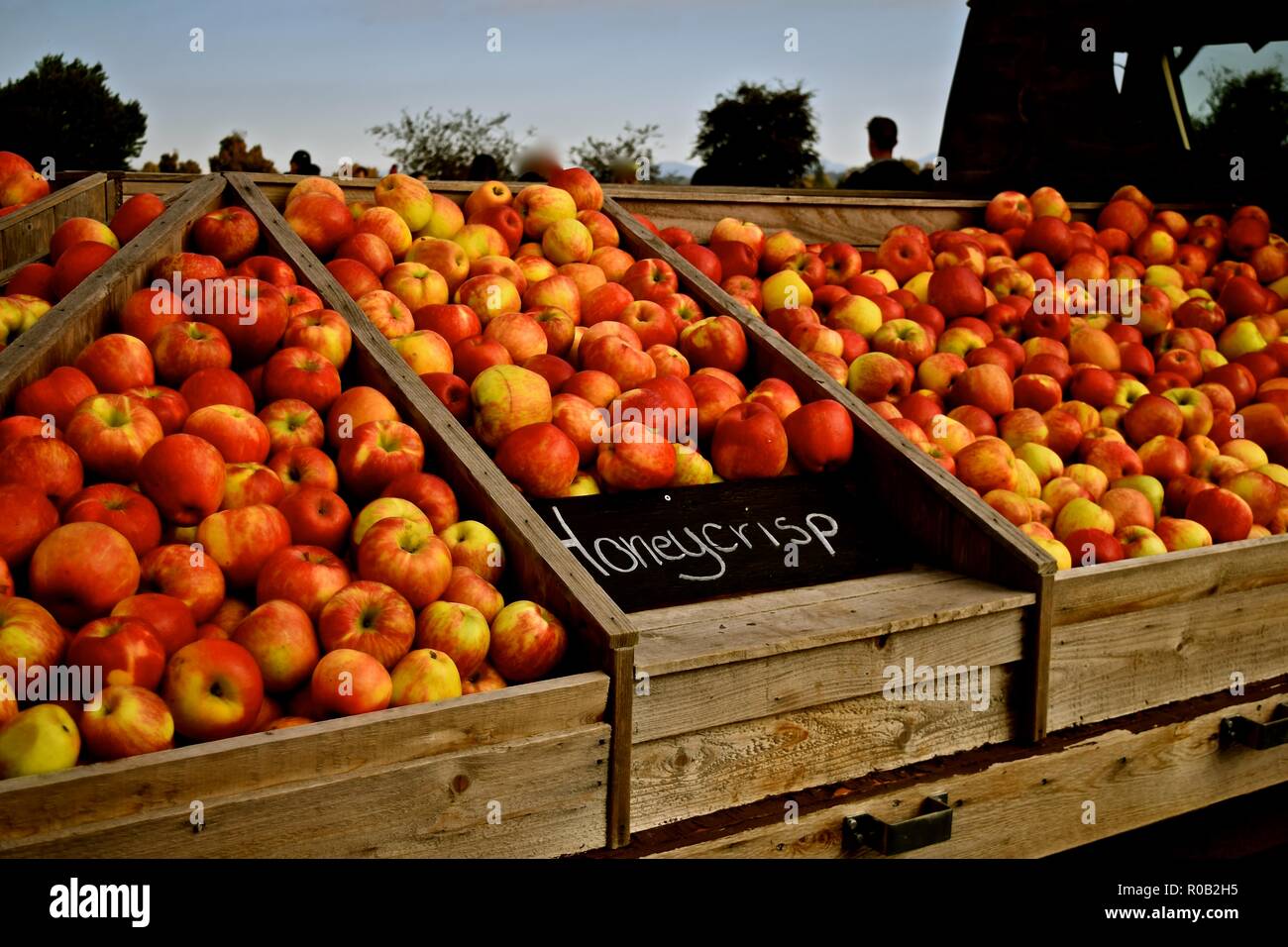 Harvest Fresh Organic Red Apples Black Stock Photo 2287719477
