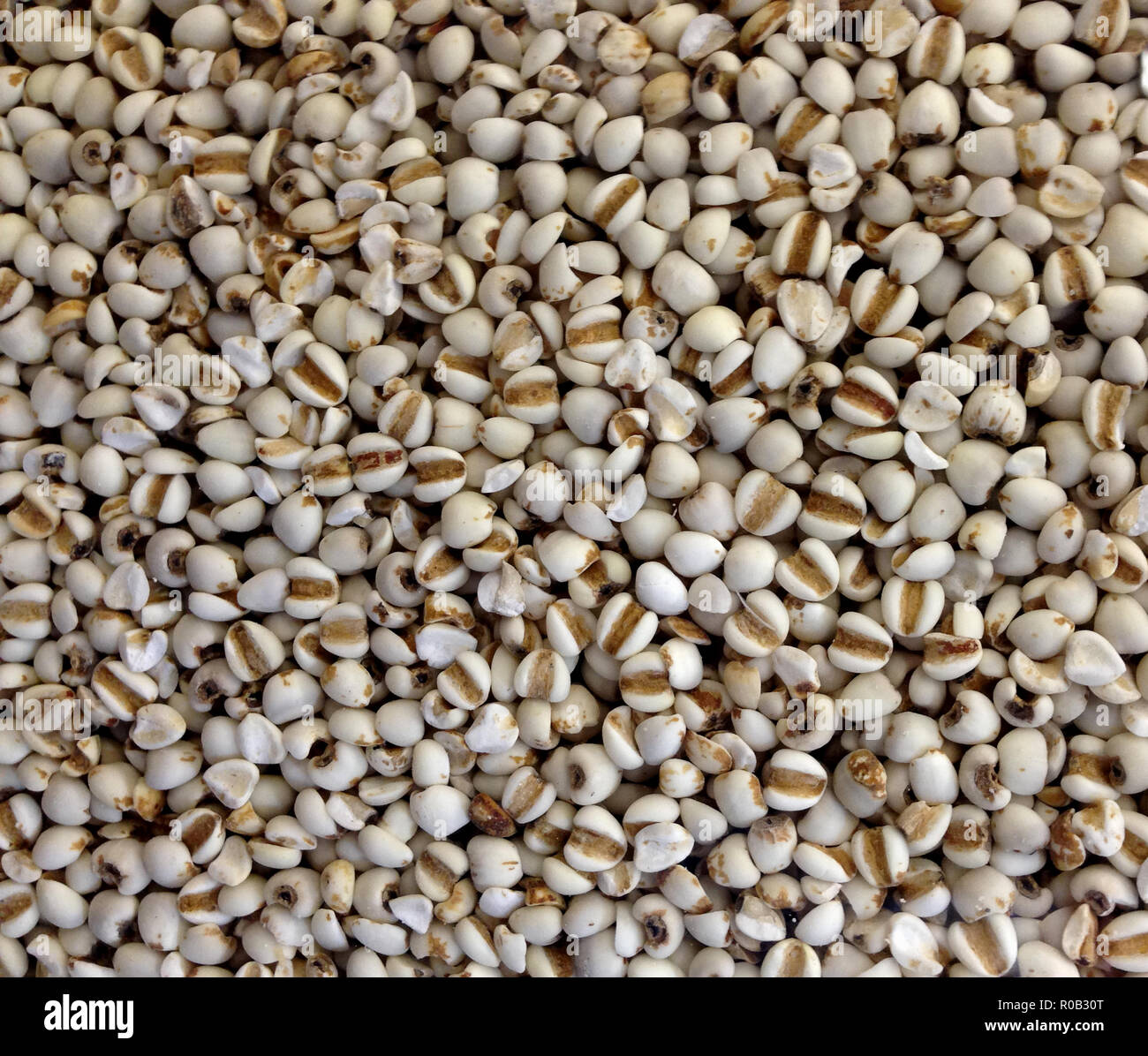 Foxtail millet seeds hires stock photography and images Alamy