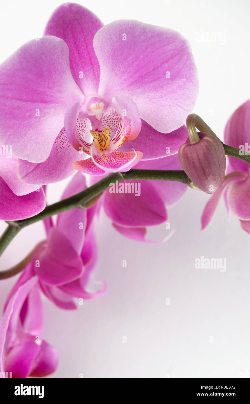 Beautiful Fresh Pink Orchid Flowers Isolated on white Background Stock Photo