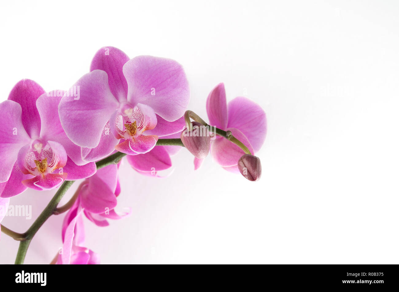 Beautiful Fresh Pink Orchid Flowers Isolated on white Background Stock Photo