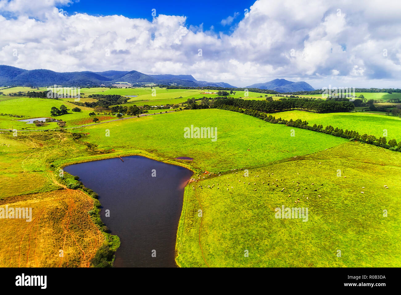 Grazing country of rural regional Australia with emerald cultivated cattle farm fields around water pit under blue sky in bright sun light. Stock Photo