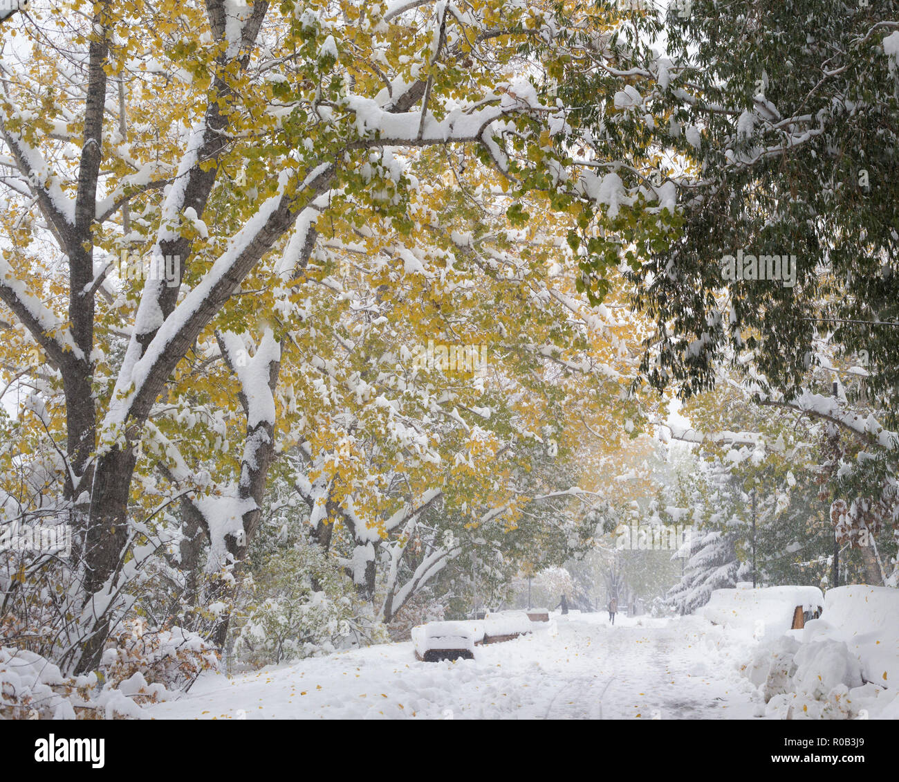 Snow-covered pathway after record breaking snowfall at the beginning of October in Calgary's Eau Claire Stock Photo