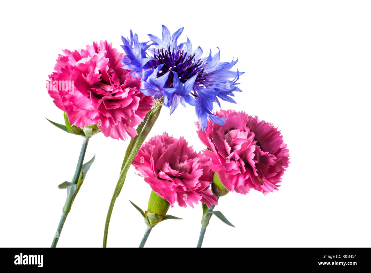 Bouquet of pink and blue garden flowers isolated on a white background