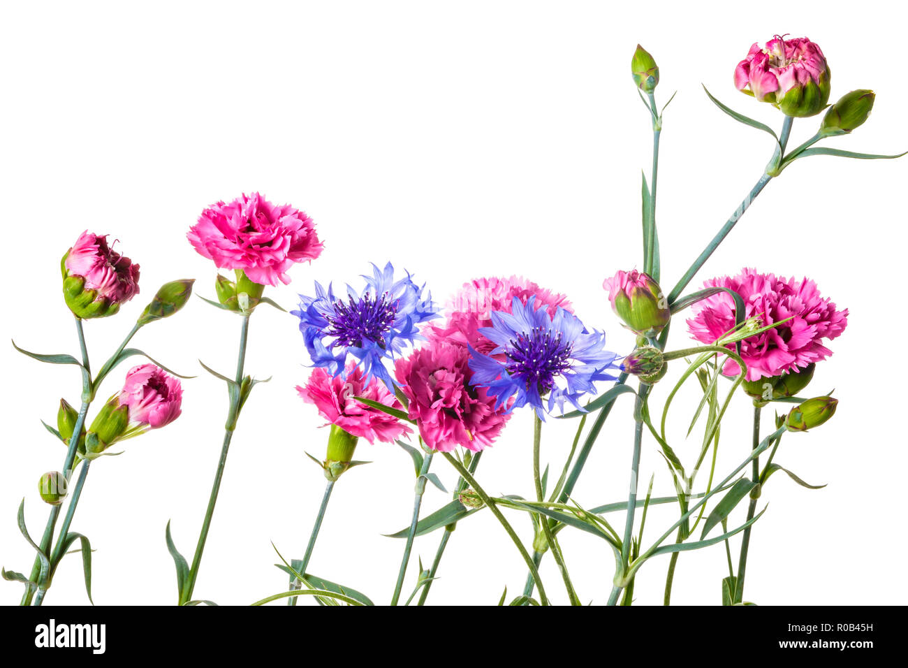 Bouquet of pink and blue garden flowers isolated on a white background ...
