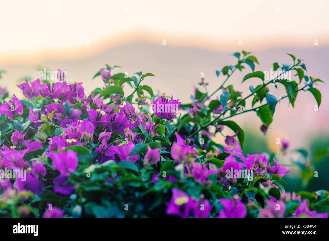 Purple flowers growing in mount Montjuic in Barcelona, Spain. Dawn, mountains in the background. Stock Photo