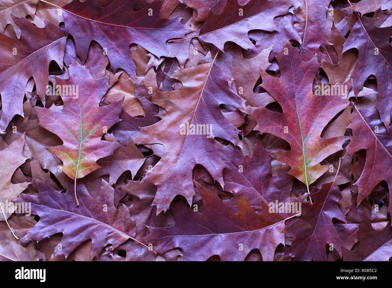 Autumn background - dry brown, red and purple oak leaves Stock Photo