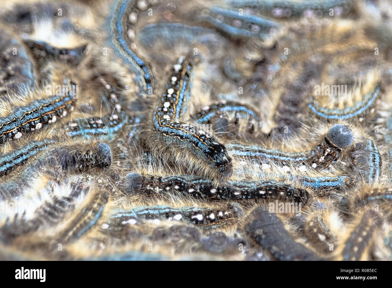 Focus on a a caterpillar crawling over a mass during an infestation Stock Photo