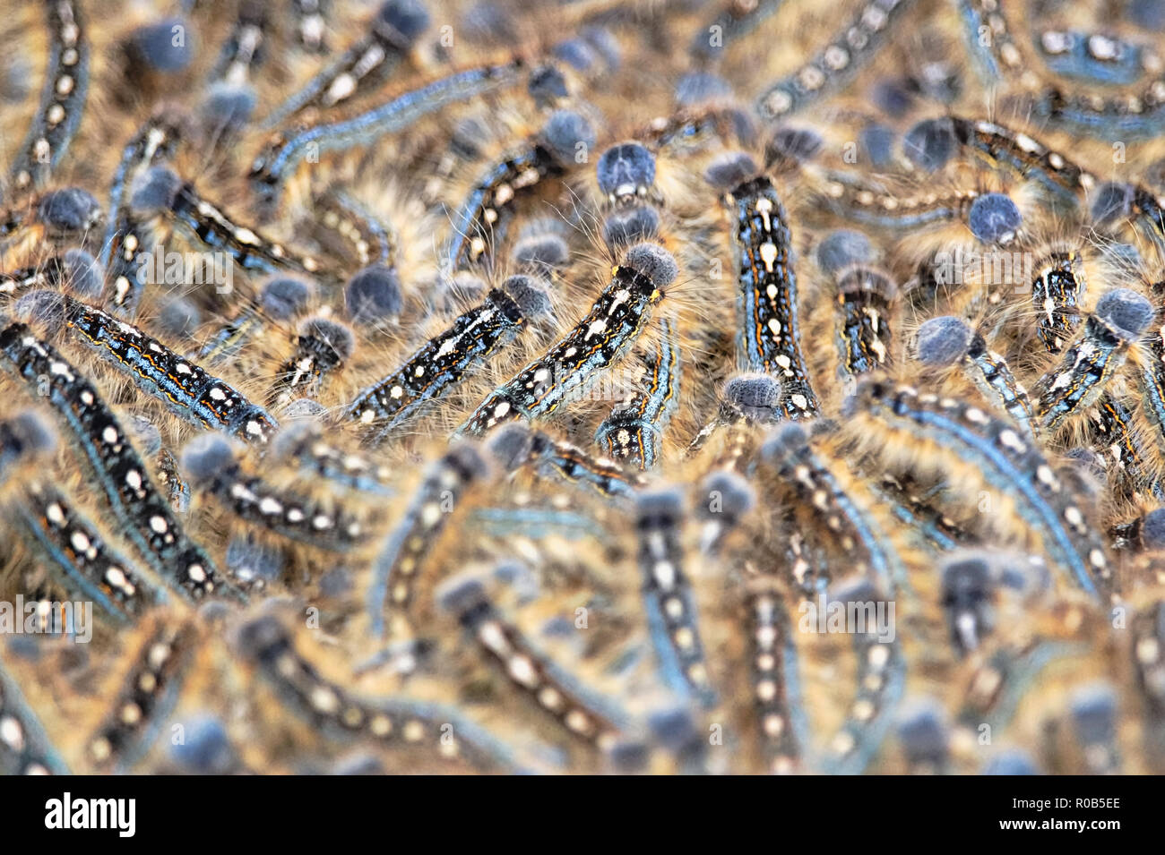 A mass of tent caterpillars moves together in a group Stock Photo