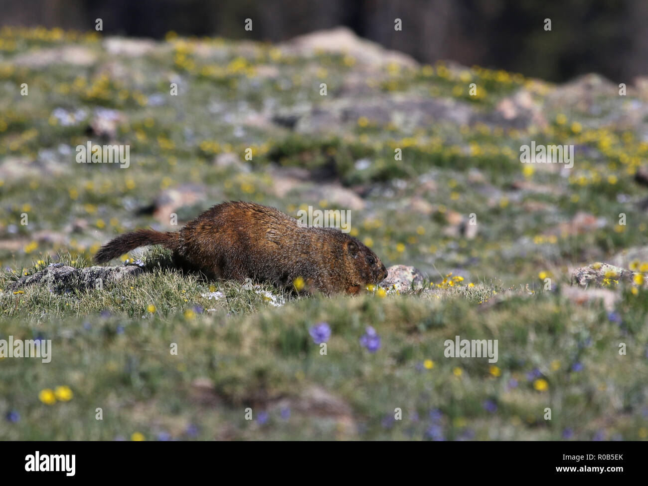 A yellow-bellied marmot (Marmota flaviventris) scurrying in a high elevation meadow.  Shot in Rocky Mountain National Park, Colorado, USA, just off of Stock Photo
