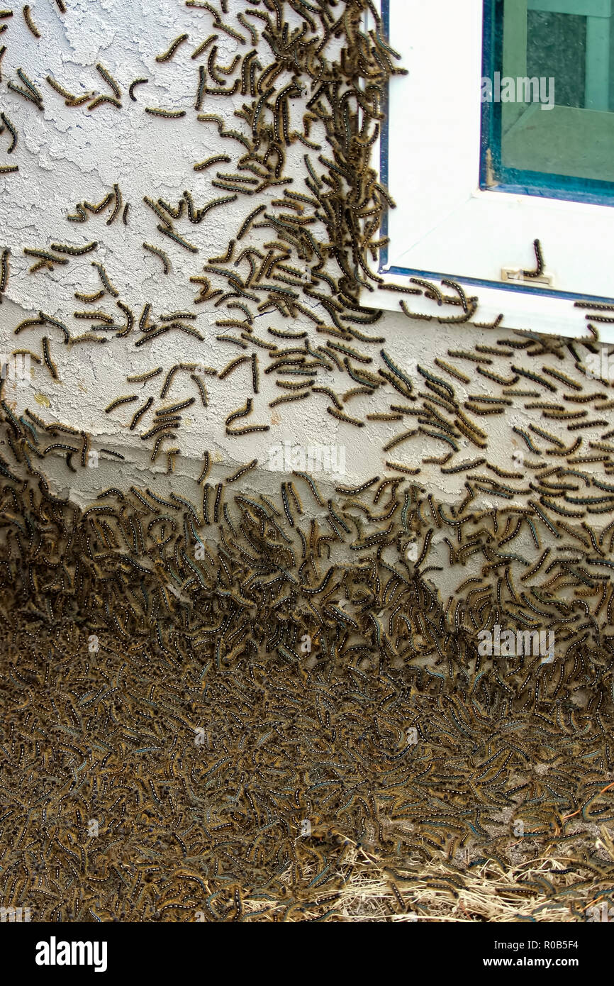 Thousands of caterpillars climb a house during an infestation Stock