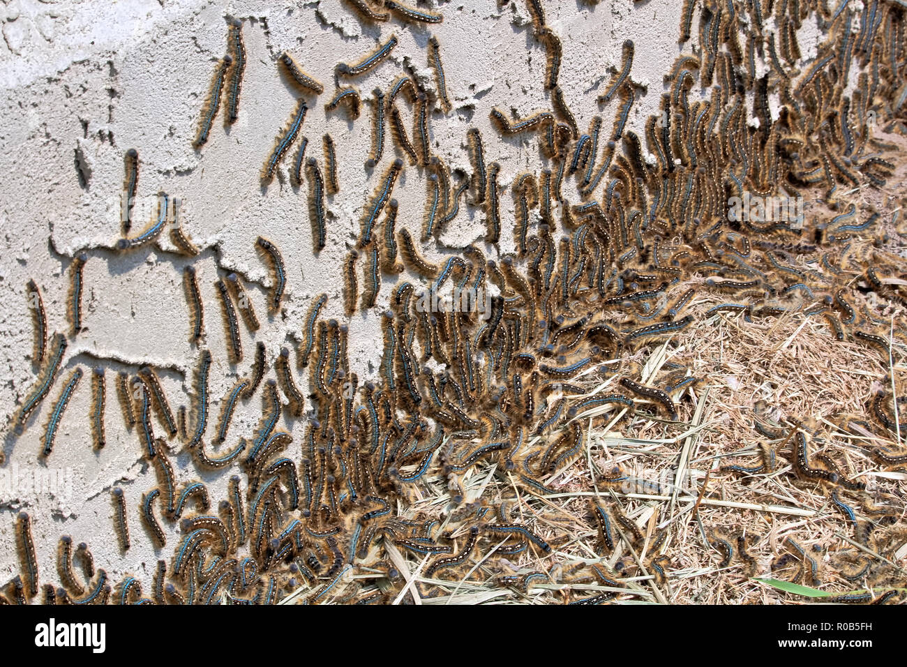 Tent caterpillars climb the edge of a stucco wall Stock Photo - Alamy