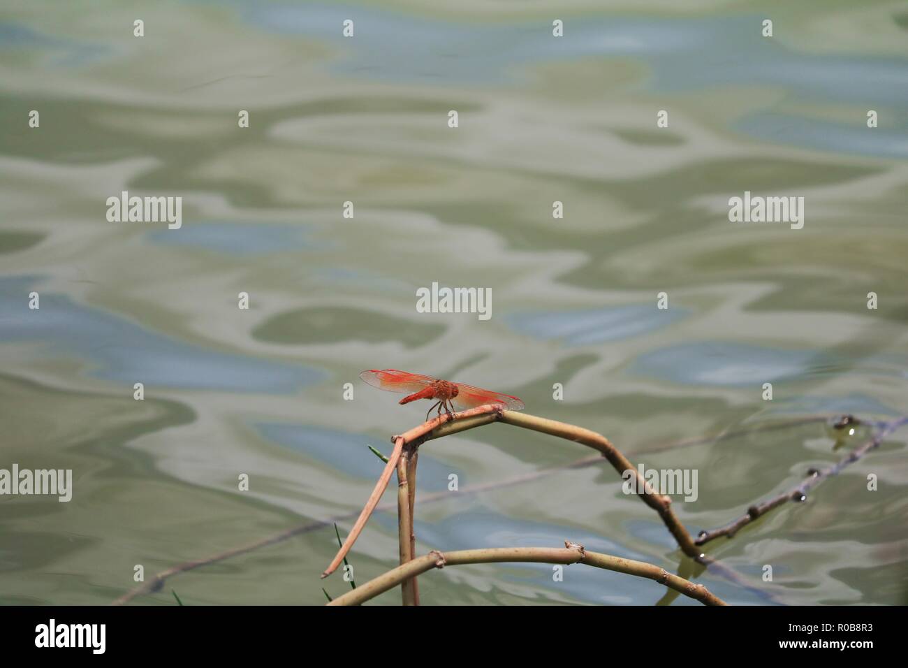 red dragonfly sitting on a dry leaf grass near the water Stock Photo ...