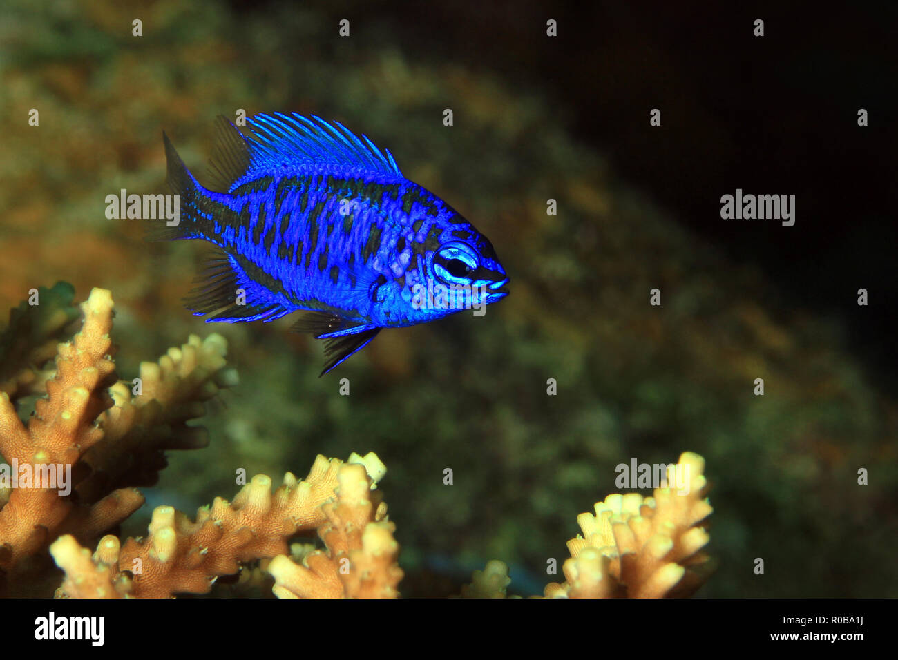 Springer’s Damsel (Chrysiptera springeri) on a Coral. Moalboal, Philippines Stock Photo
