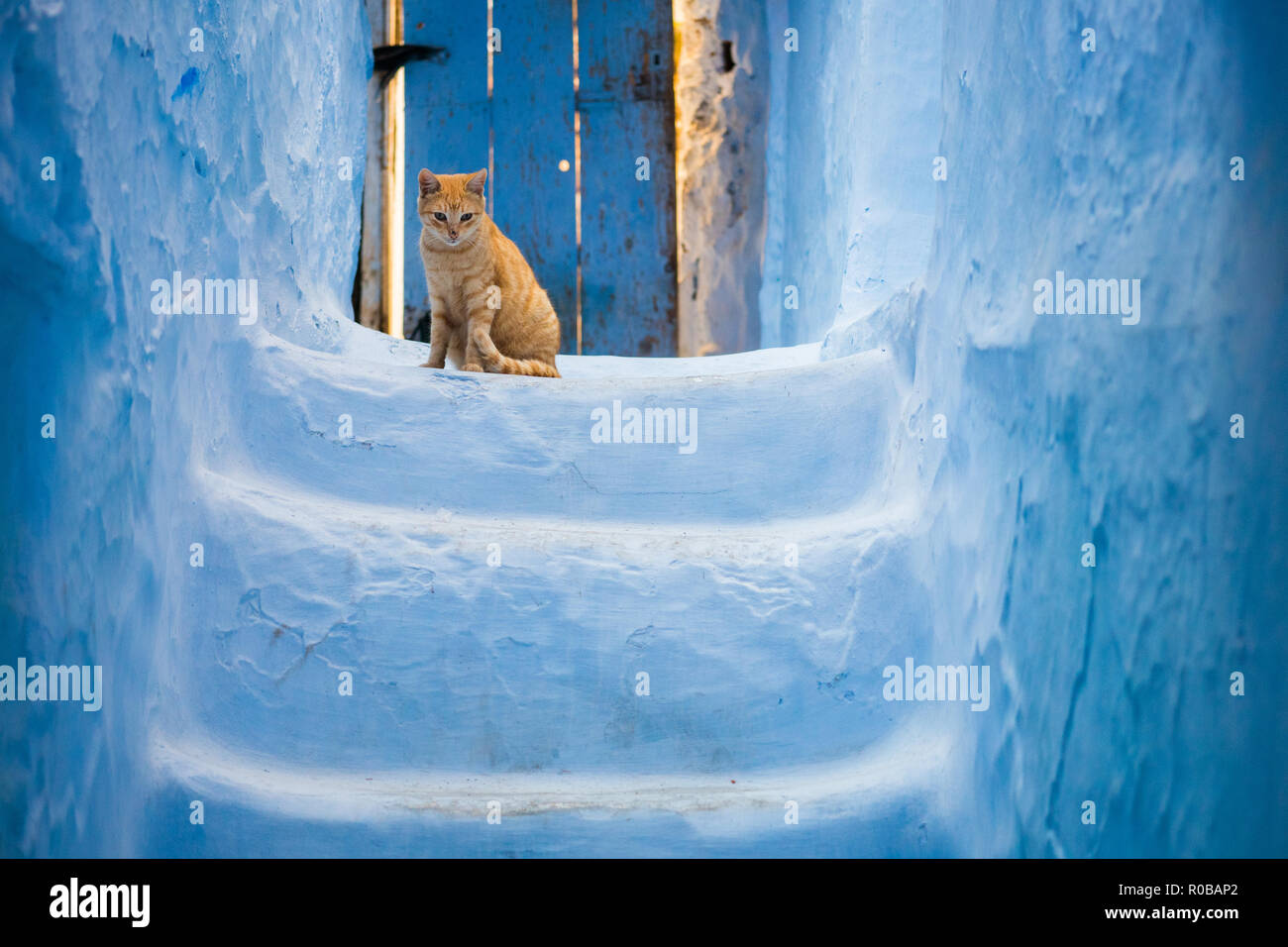 Curious cat in front of blue stairs in Chefchaouen, Morocco Stock Photo