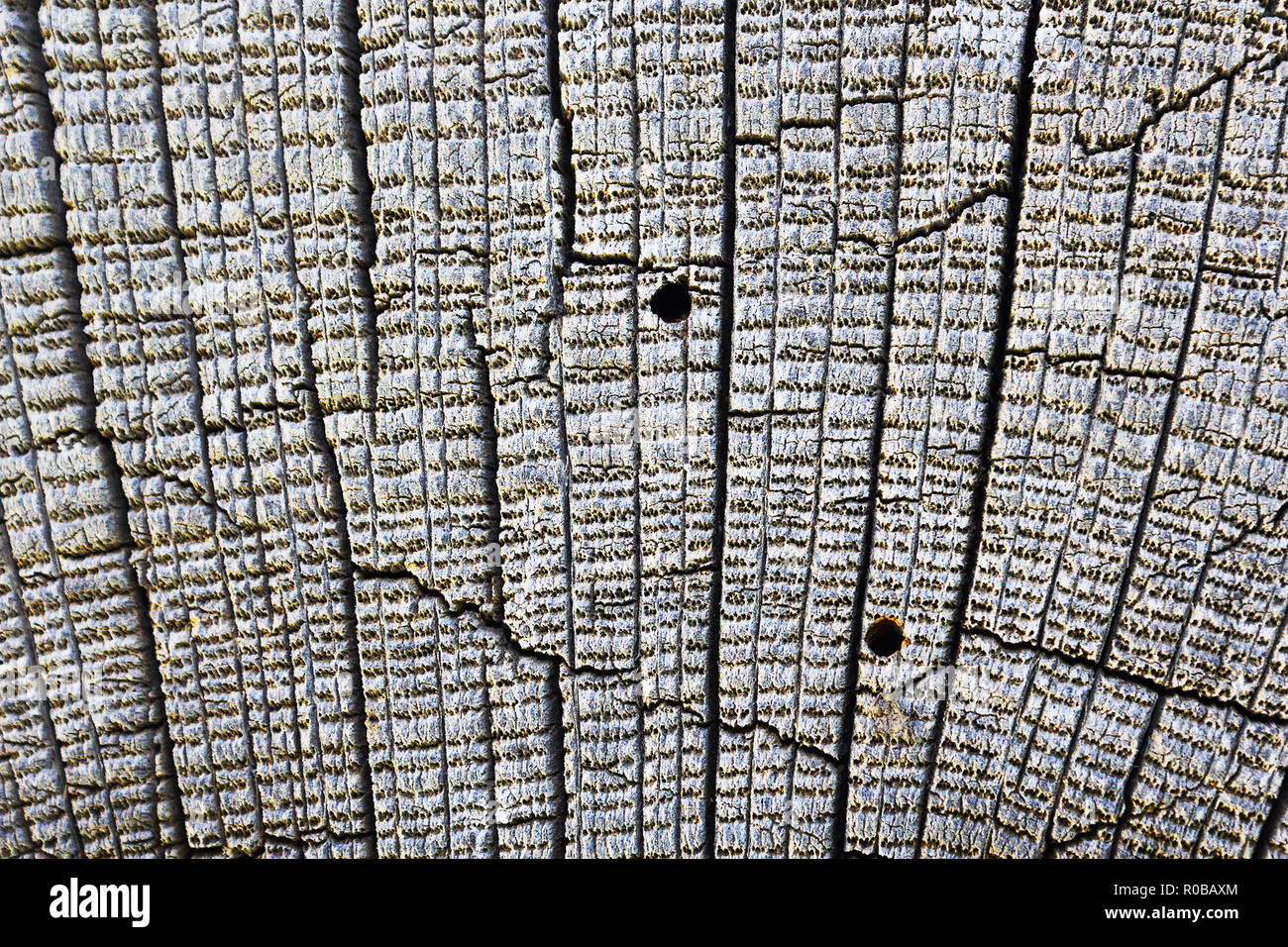 detail of wood borers attack on oak old plank Stock Photo