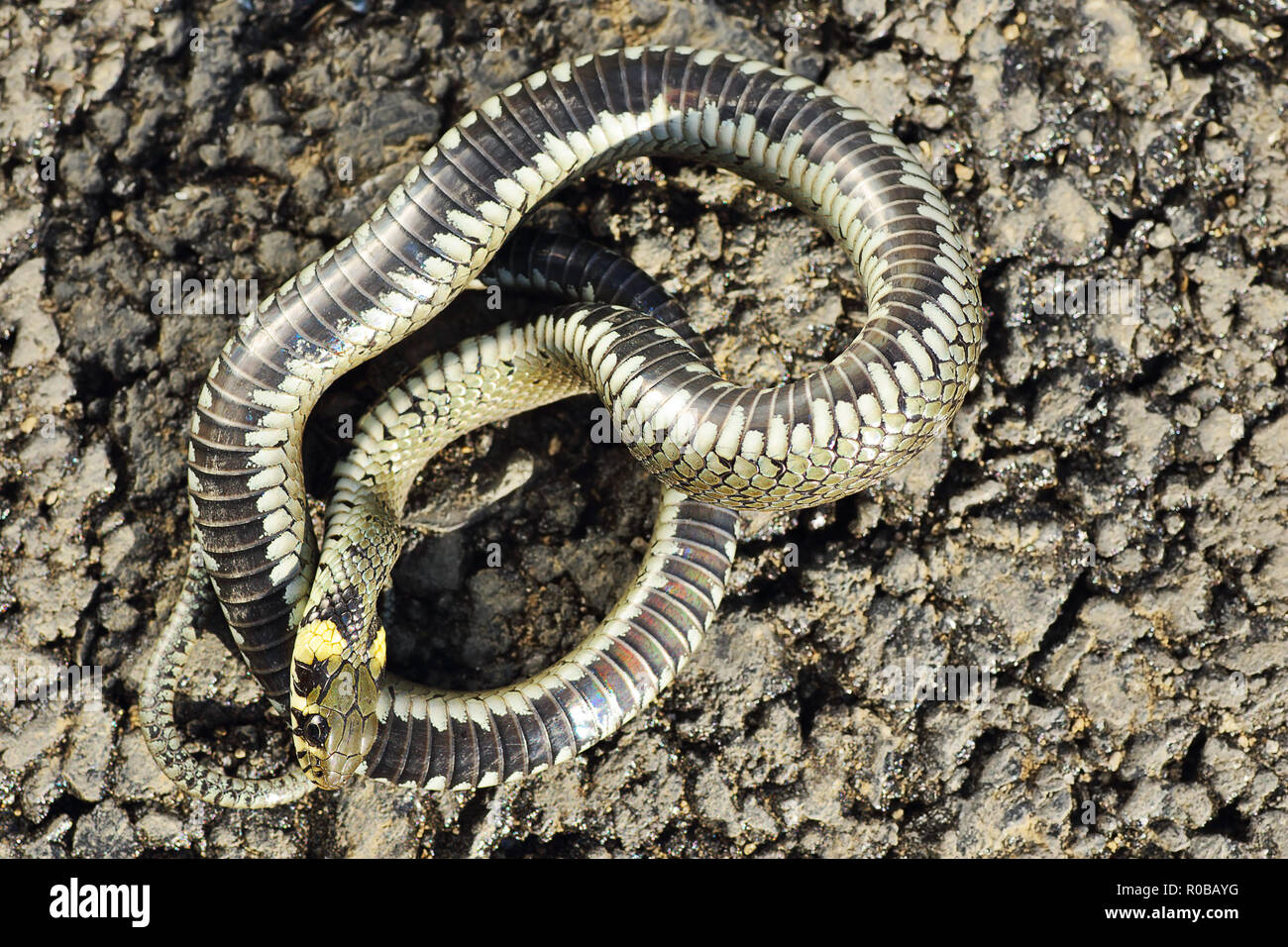Grass snake juvenile playing dead, Alvao, Portugal - Stock Image -  C041/6117 - Science Photo Library