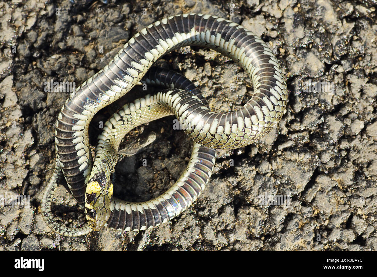 Grass Snake Natrix Natrix Playing Dead Stock Photo 164627012