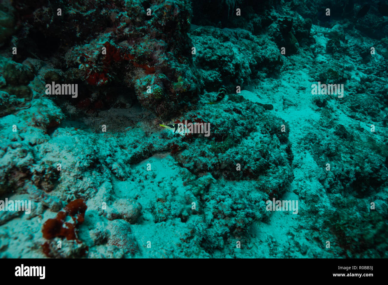 paraluteres prionurus fish Maldives Stock Photo