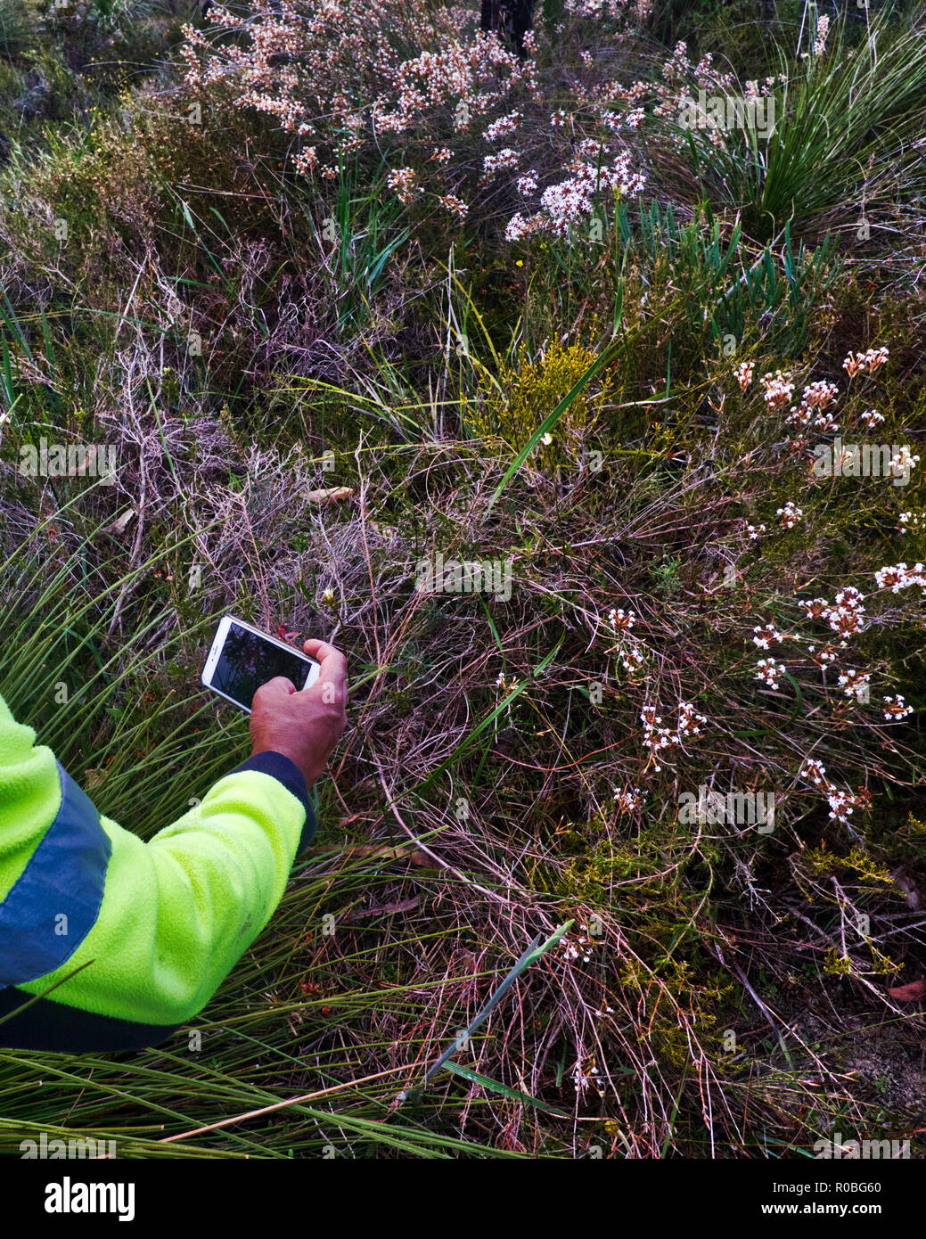 Photographer snaps Australian native plants Stock Photo