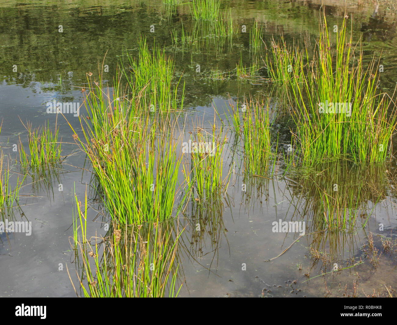 Single Pond Reed Reed in pond hi-res stock photography and images - Alamy