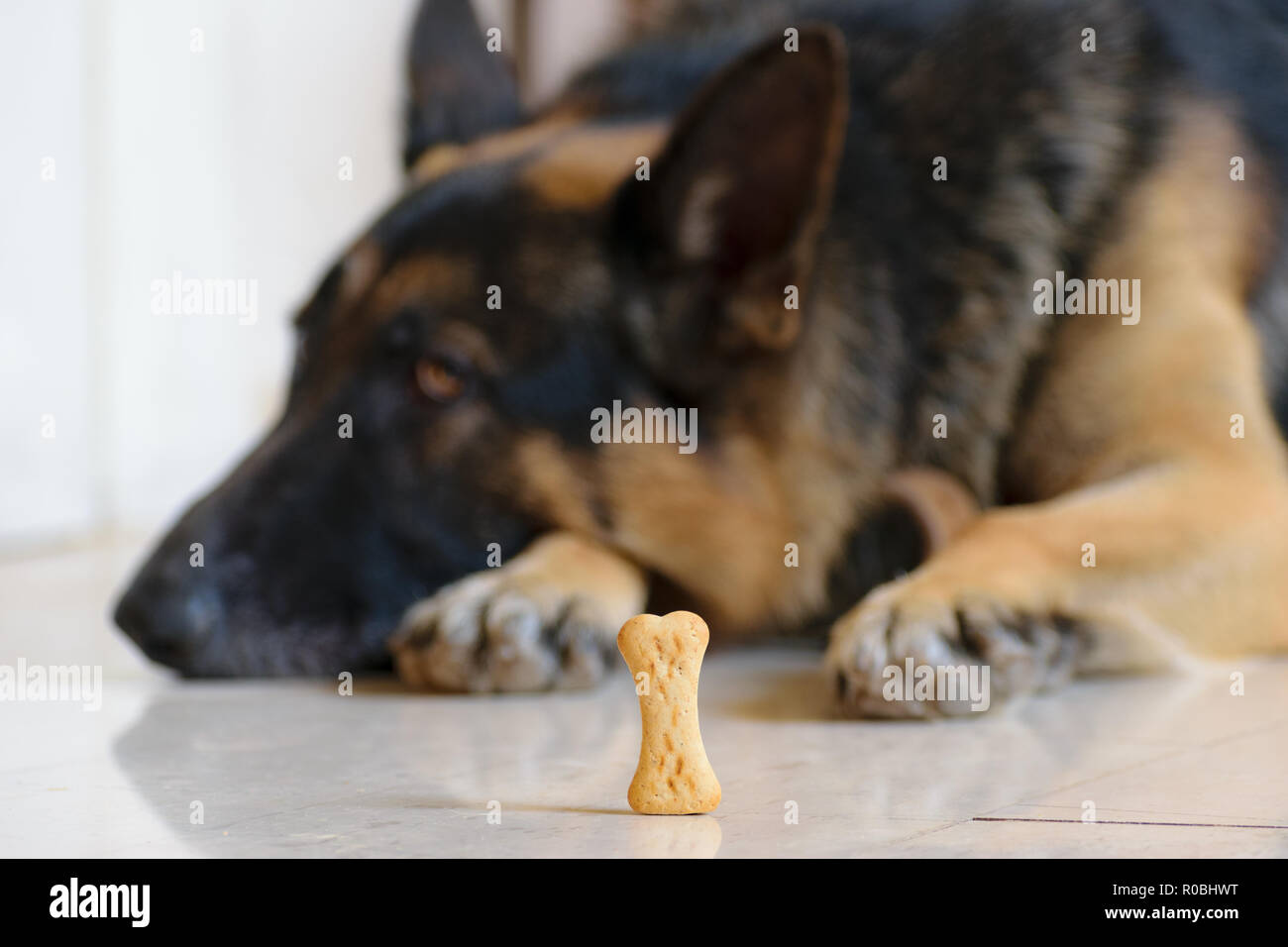 Dog biscuit treat in front of trained German Shepherd dog, training sit