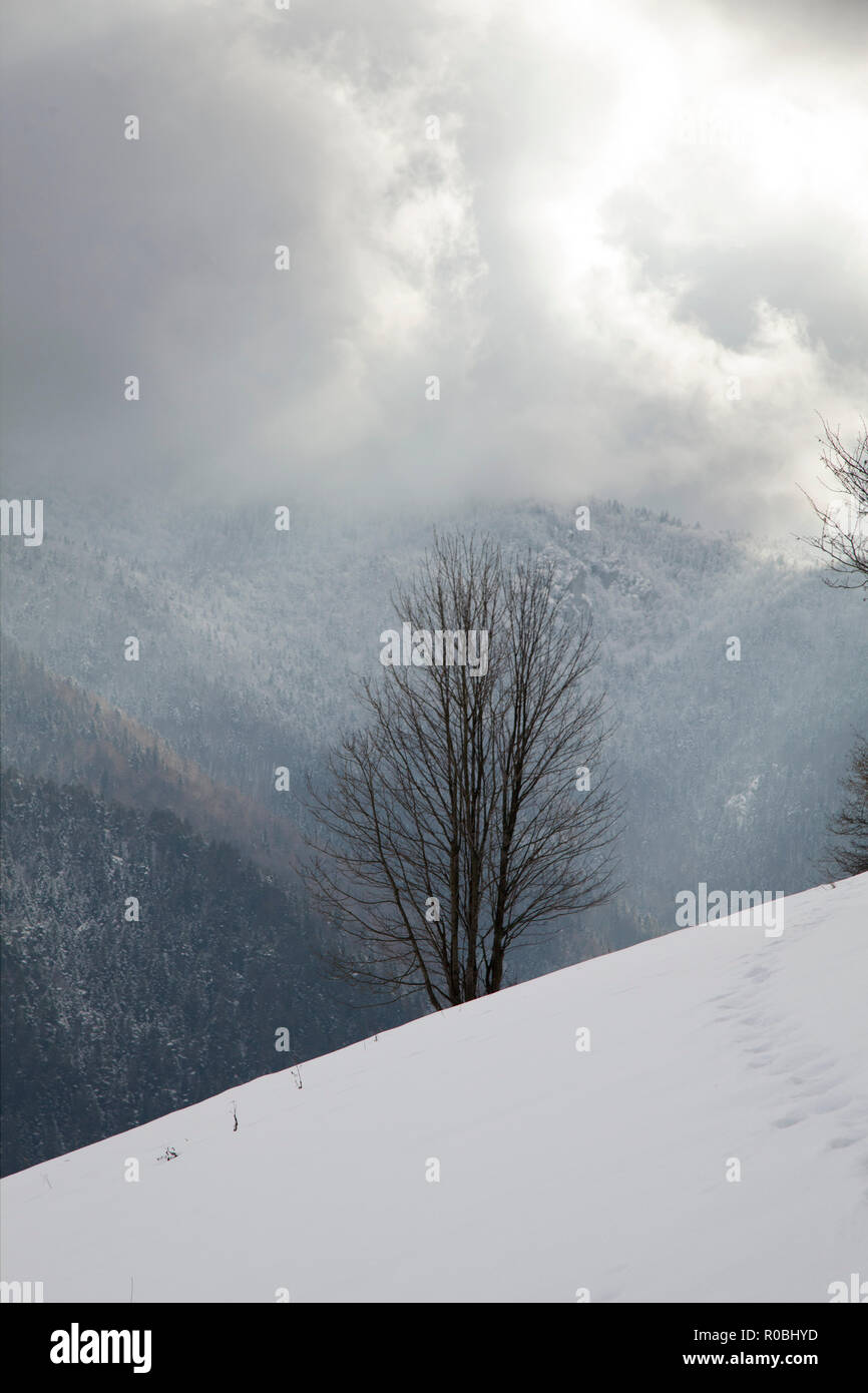 Winter snowy panorama of Velká Fatra High Fatra mountain range in Slovakia. Stock Photo