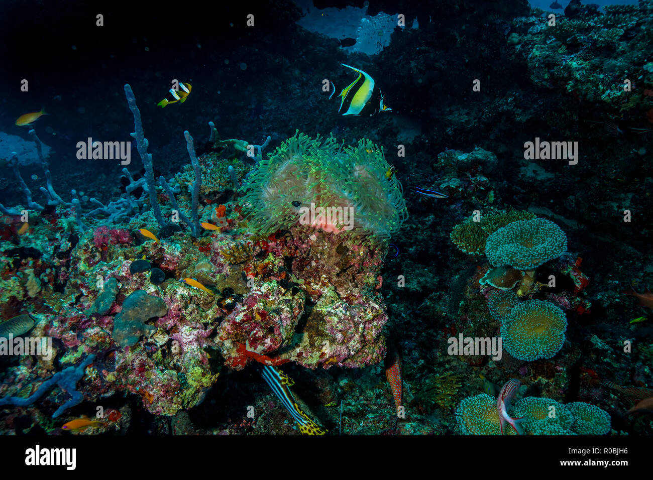 Heteractis crispa, crisp sea anemone Maldives Stock Photo