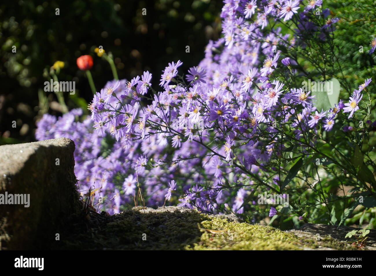 Purple wild flowers Stock Photo - Alamy