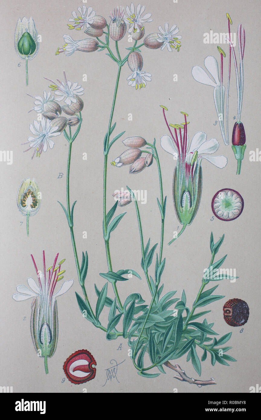 Digital improved high quality reproduction: Silene vulgaris, the bladder campion or maidenstears, is a plant species of the genus Silene of the pink family Stock Photo