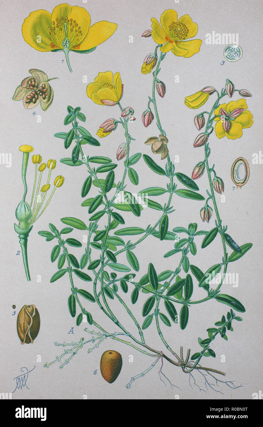 Digital improved high quality reproduction: Helianthemum nummularium, known as common rock-rose, is a species of rock-rose, Cistaceae Stock Photo