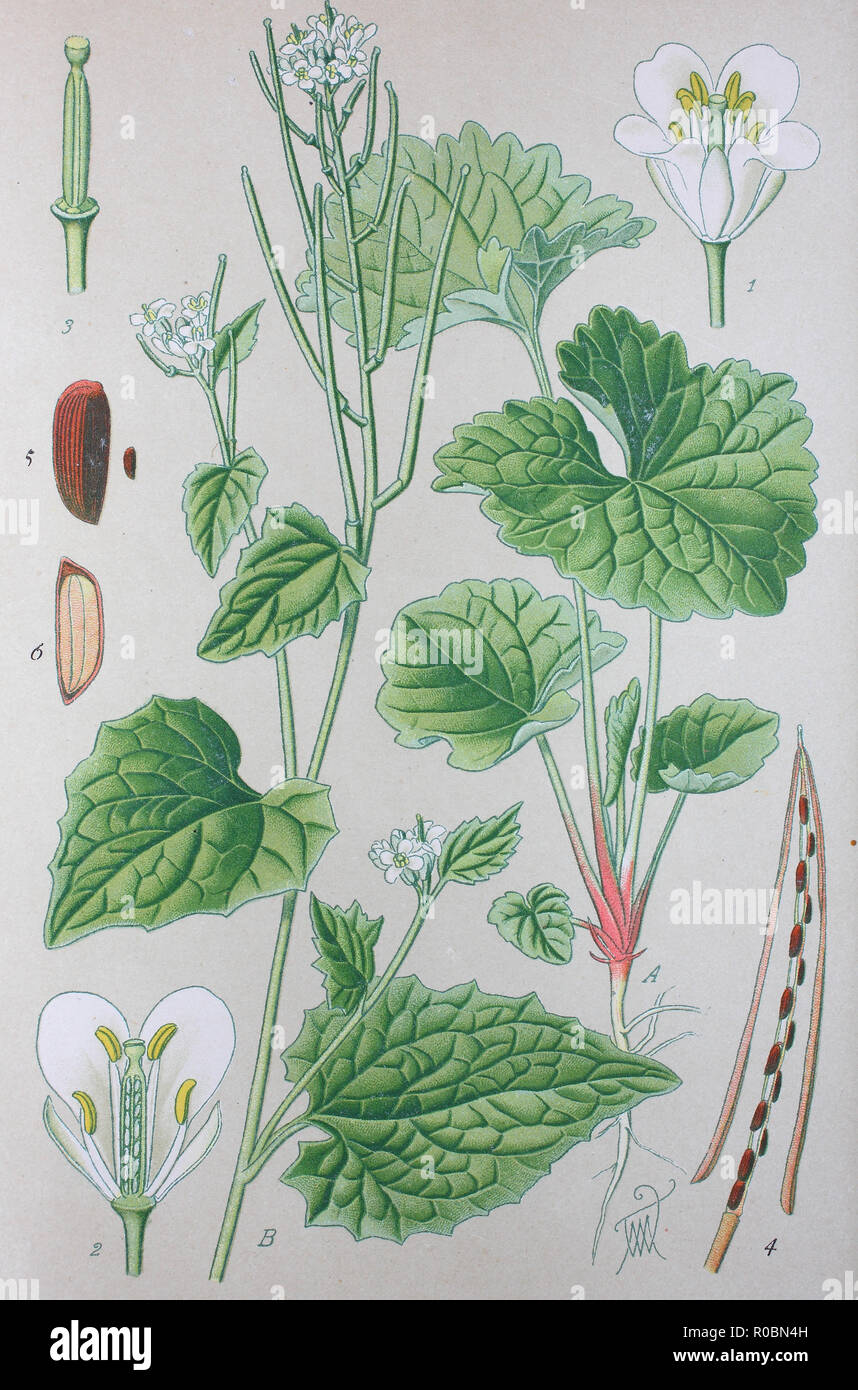 Nasturtium Historical Illustration High Resolution Stock Photography And Images Alamy