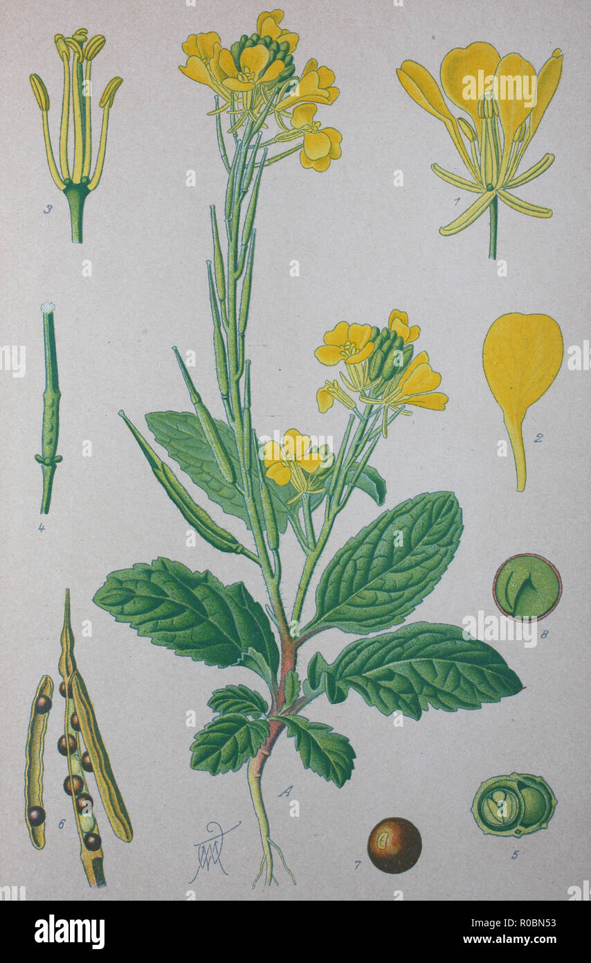 Digital improved high quality reproduction Sinapis arvensis, the