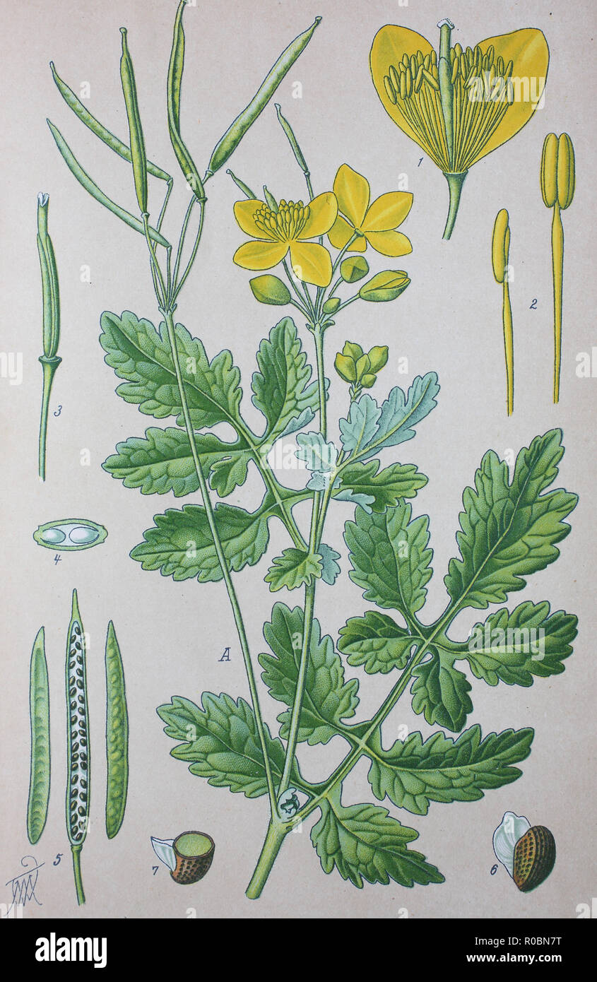 Digital improved high quality reproduction: Chelidonium majus, commonly known as greater celandine, nipplewort, swallowwort, or tetterwort, which also refers to Sanguinaria canadensis, is a herbaceous perennial plant, one of two species in the genus Chelidonium Stock Photo