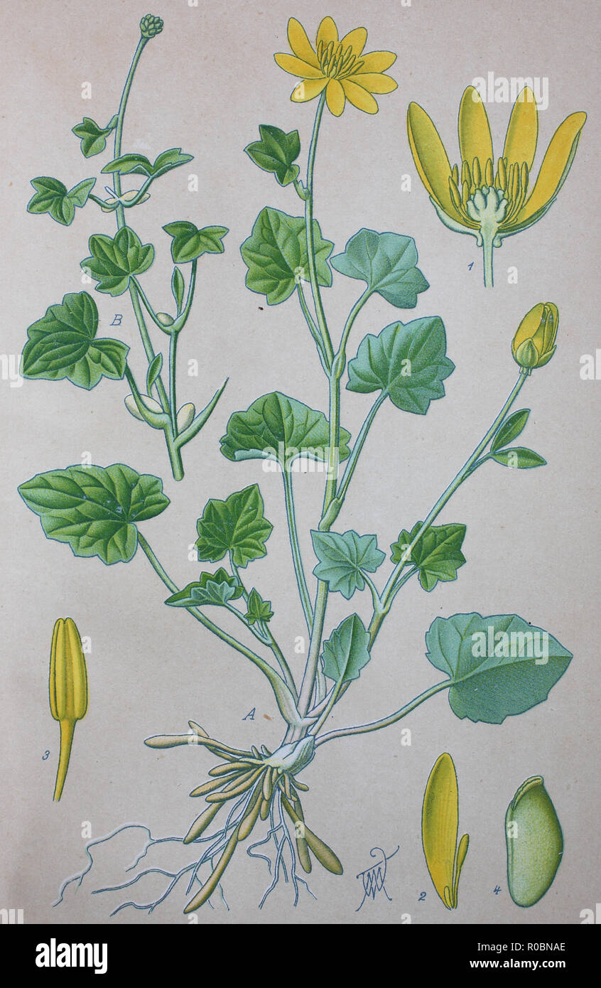 Digital improved high quality reproduction: Ficaria verna, formerly Ranunculus ficaria L., commonly known as lesser celandine or pilewort, is a low-growing, hairless perennial flowering plant in the buttercup family Ranunculaceae Stock Photo