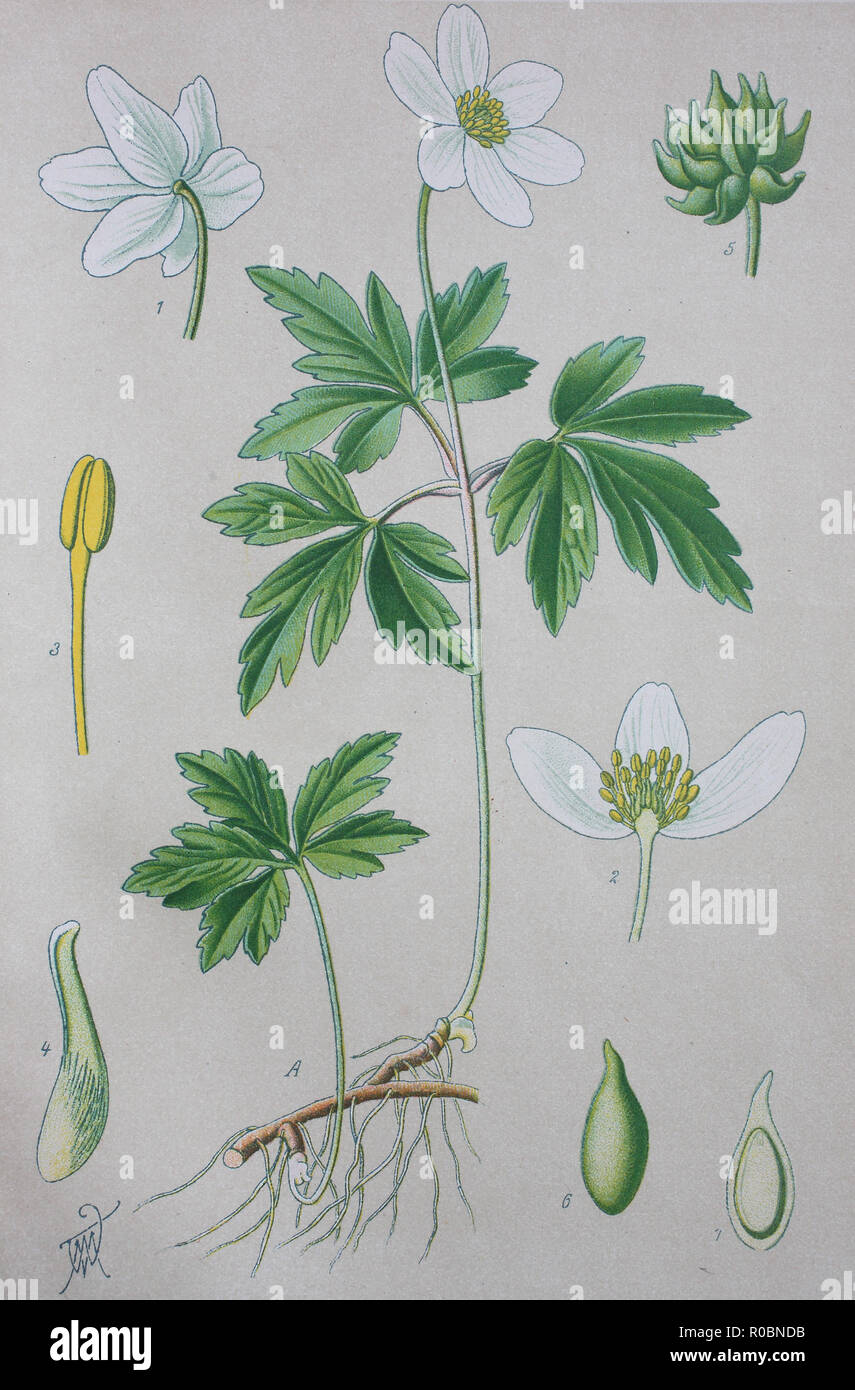 Buttercup flower painting hires stock photography and images Alamy