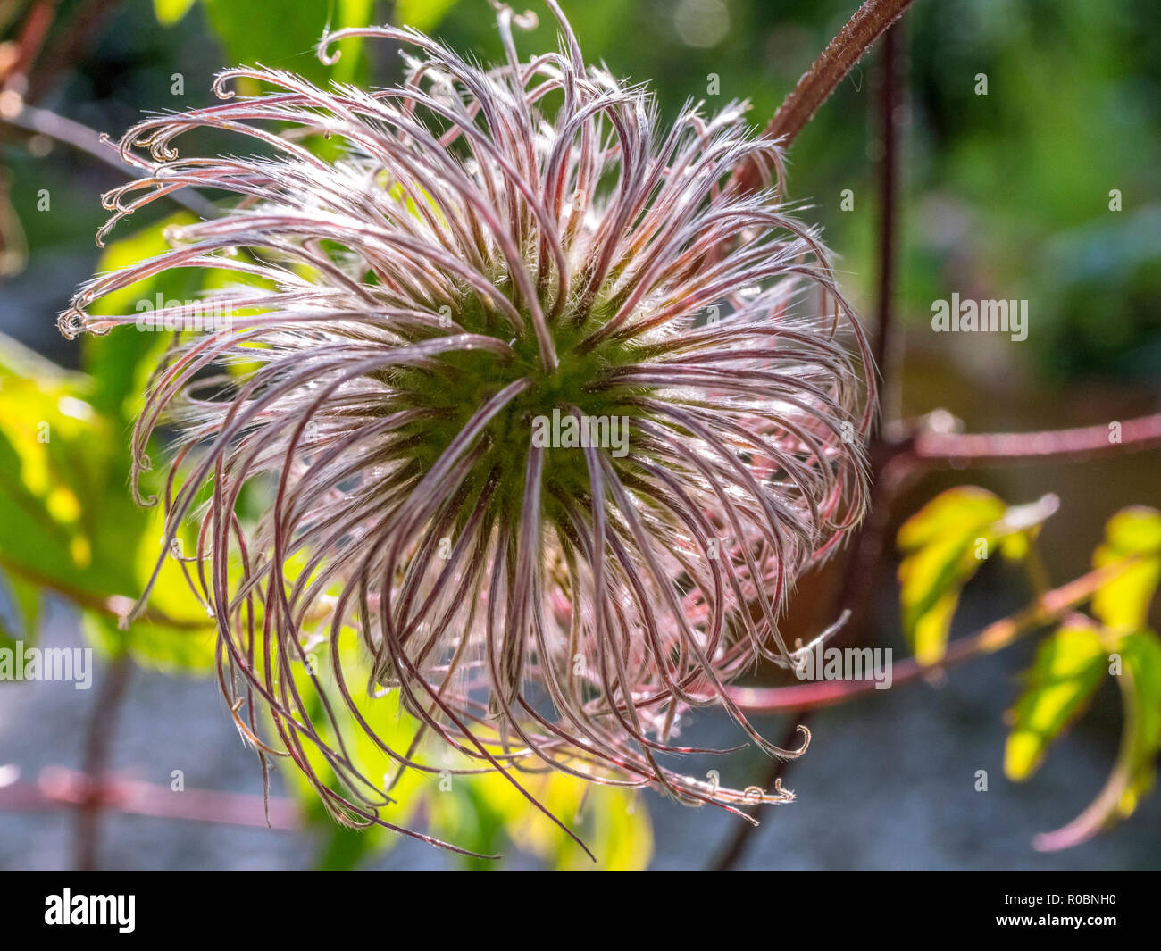Clematis (Clematis orientalis), Seed Head Stock Photo